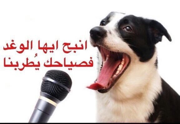 mnbv3355's tweet photo. @IsmailHosny1 @MSukkar15 https://t.co/LeywrXmDwU