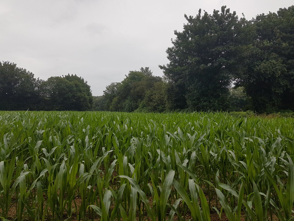 Le futur stade de #Brest ce seront 18 hectares de terres arables bitumées pour des commerces/restos, parkings et carré VIP de 4200 places
Autant dire que l’ambiance en tribunes va changer ! Le foot c’est pas pour les affaires 🤨 
Il doit rester populaire !