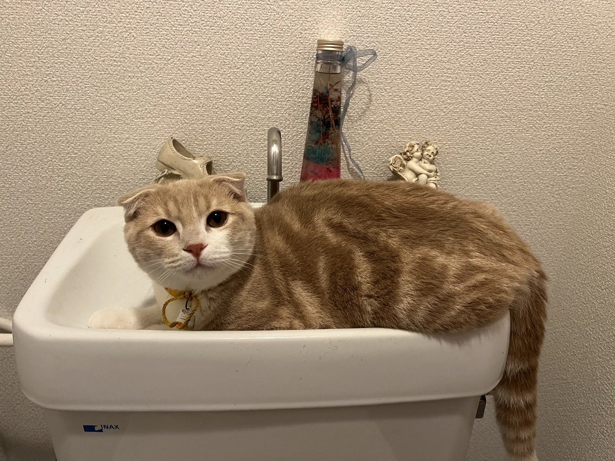 ゆま猫様❤️専用 | gellonautos.cl