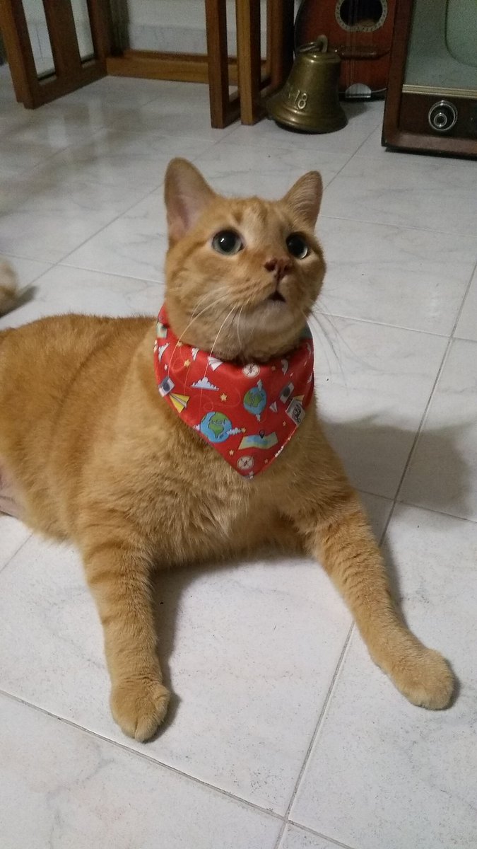 Clanaty's tweet photo. Sé que acá varios eran fans del Vincent. Les informó que murió anoche a sus 13 añitos. En mayo se puso muy mal y se supo que tenía una condición no operable con la que podía seguir viviendo si se estabilizaba, cosa que ocurrió. Pero ayer tuvo una recaída y se fue al arcoiris 😿 https://t.co/HlqUre5xmF
