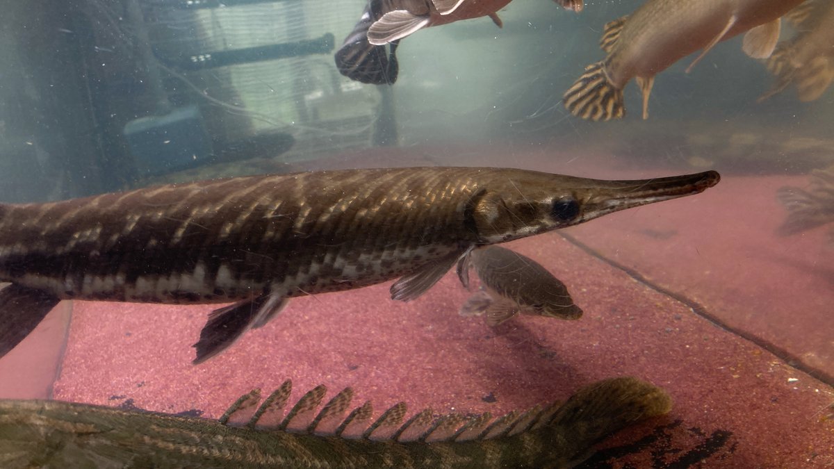 chille_912's tweet image. #garpike
#polypterus