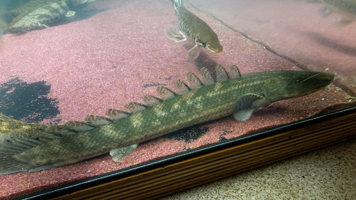 chille_912's tweet image. #garpike
#polypterus