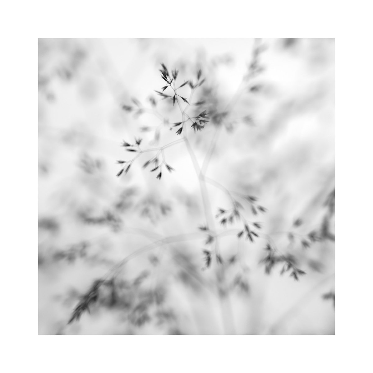 Some wild grasses to celebrate #NationalMeadowsDay I will be out enjoying one later this afternoon.