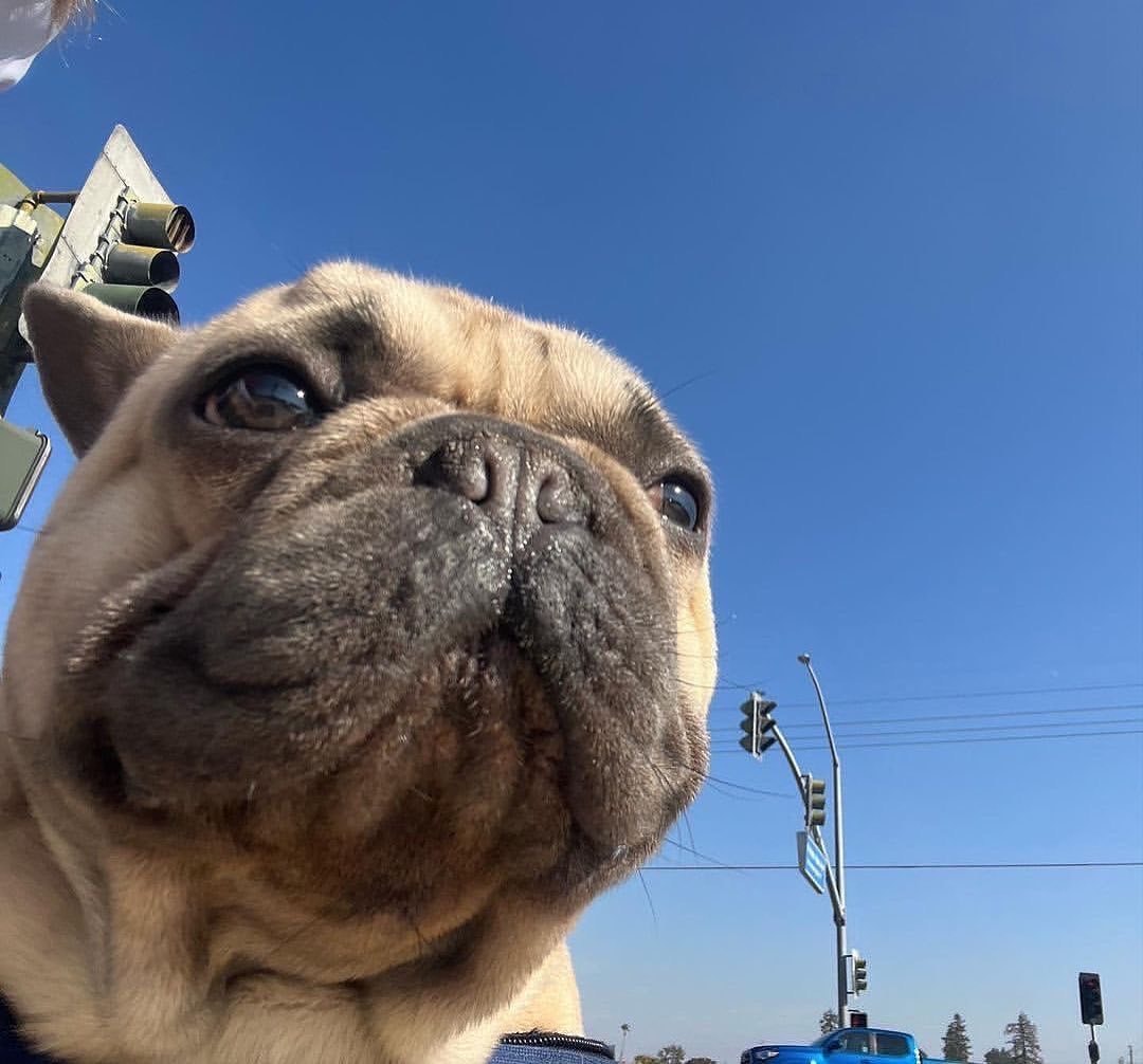 french bulldog lovers (@frenchbulldog57) on Twitter photo 