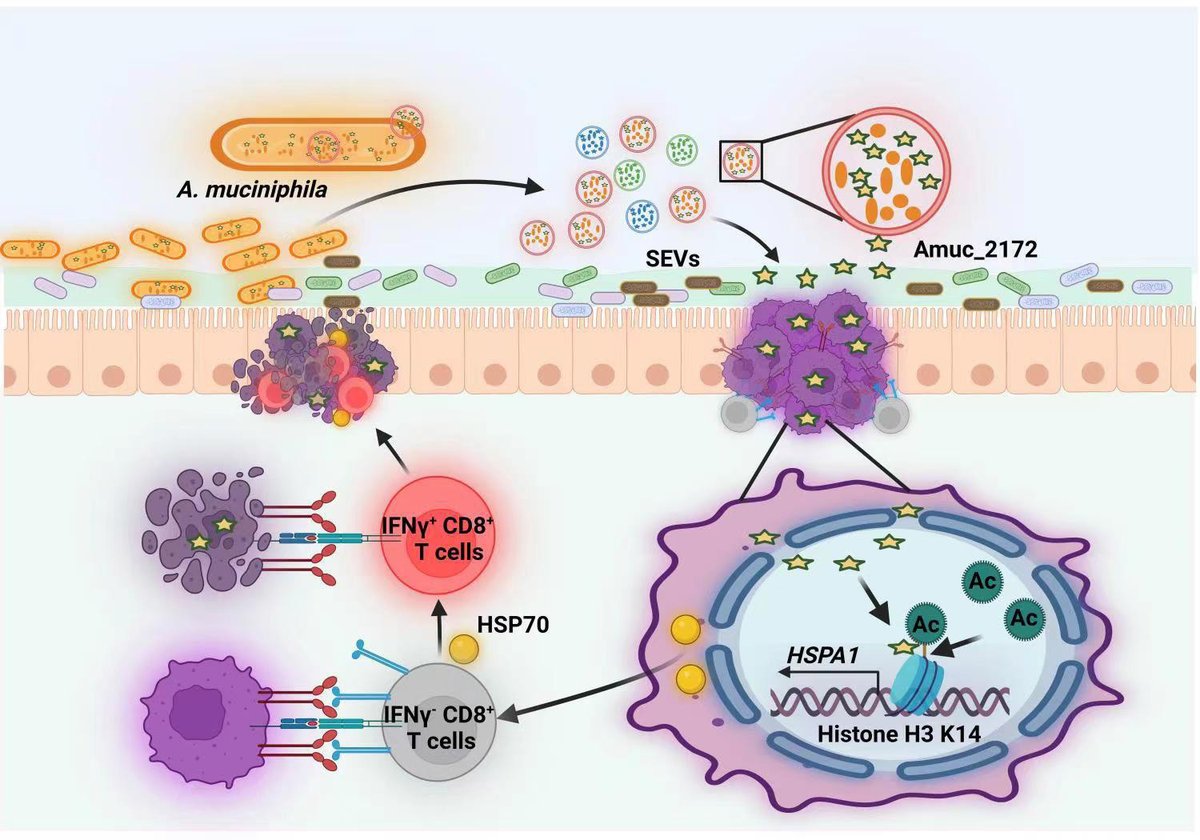 #GUTImage from the paper Jiang et al entitled

"Acetyltransferase from Akkermansia muciniphila blunts colorectal tumourigenesis by reprogramming tumour microenvironment" via

bit.ly/43L4C1Q

#Akkermansia #Microbiome
