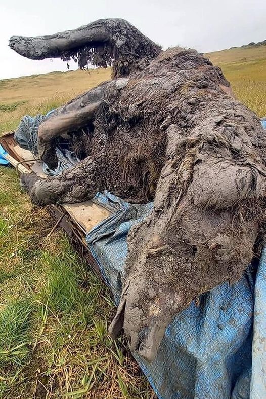 A fully preserved cave bear, estimated to be 39,500 years old, has been discovered in the Siberian permafrost. The remains were found by reindeer herders in the Russian Far North, and even the bear's nose and teeth were still intact. This incredible discovery offers scientists an