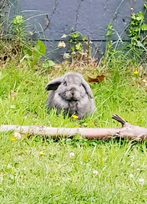 Meet my new friend keeping me company whilst I have been off sick. Feral domesticated rabbit adopted me <a href="/RochdaleYouthie/">RochdaleYouthService</a> <a href="/factory/">Factory</a>