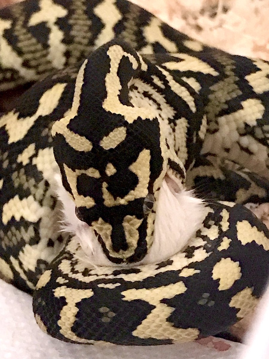 REARFANGS's tweet photo. ジャングルすごくカッコイイからオススメ。
#junglecarpetpython #ジャングルカーペットパイソン #carpetpython https://t.co/kUlrs9RFK2