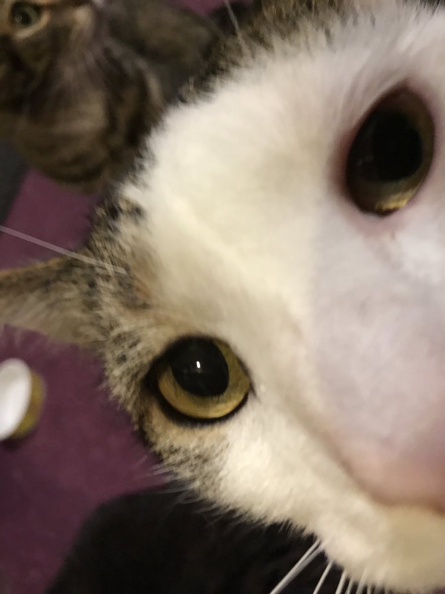 OhRatboy's tweet photo. Where’s the Caturday snacks? ⁦@LisaLoeb⁩ ⁦@LilandMad⁩ ⁦@SimonsCat⁩ ⁦@EvilLoeb⁩ ⁦@laurenevemay⁩ ⁦@SGGoodmanKY⁩ ⁦@AngelOlsen⁩ #Caturday #LisaLoebcats #Snacktime https://t.co/NgvrmL50x4