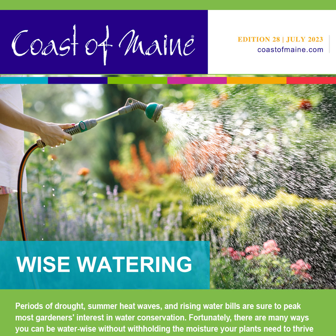 Wise Watering - there are many ways you can be water-wise without withholding the moisture your plants need to thrive...

 Edition 28 July 2023 – Wise Watering
👉 coastofmaine.com/newsletters/CO…

 #garden #gardenplanning #gardenplanning2023 #gardenplanningtips #organic