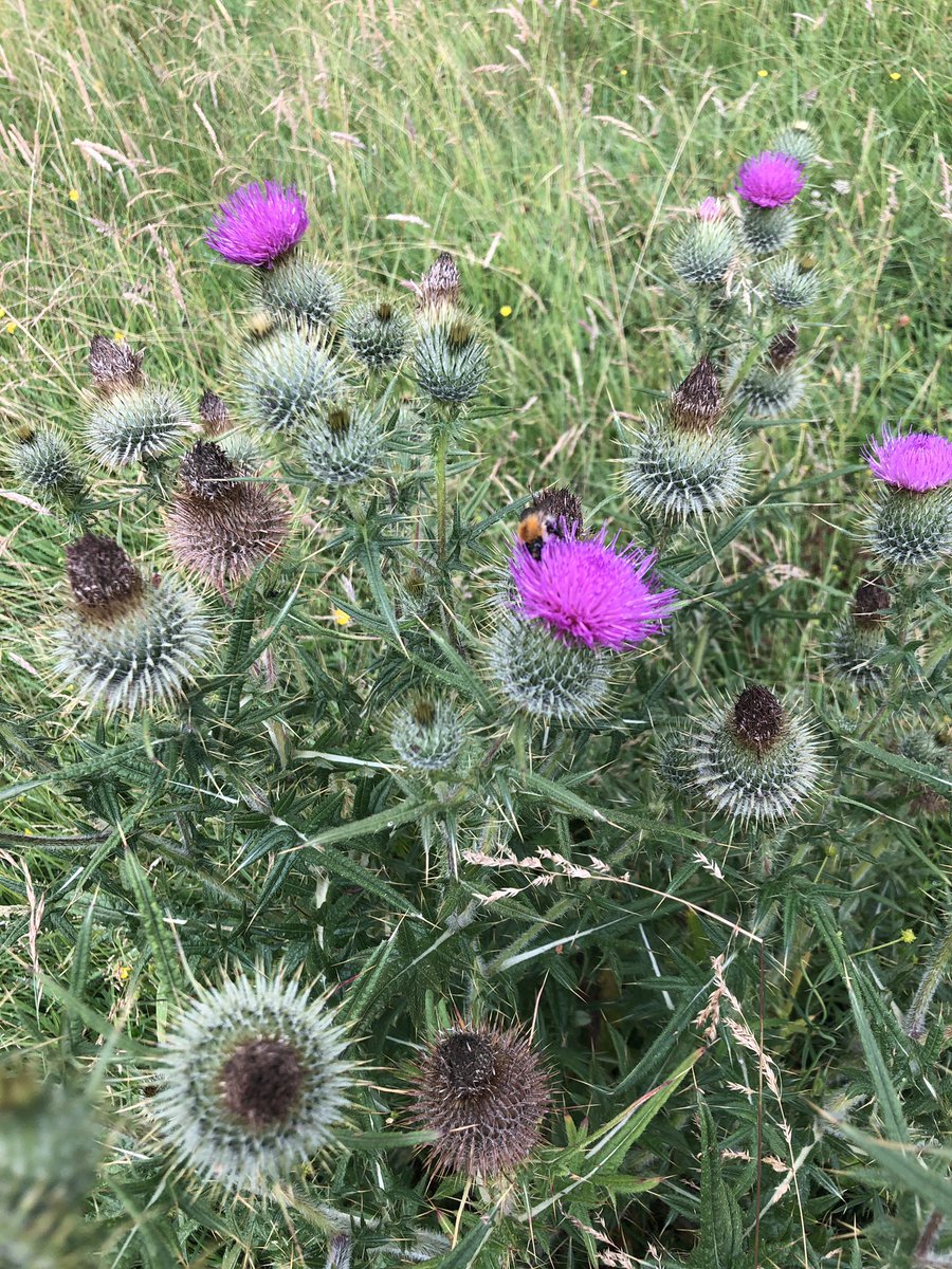nicabbatt's tweet photo. We’ve turned a couple of fields at home over to wildflower meadow, full of flowers in spring and so many butterfly, moth and ant hills everywhere.  Thistles though 🤔 although bees are happy … #nationalmeadowsday https://t.co/U7p3kOrWIa