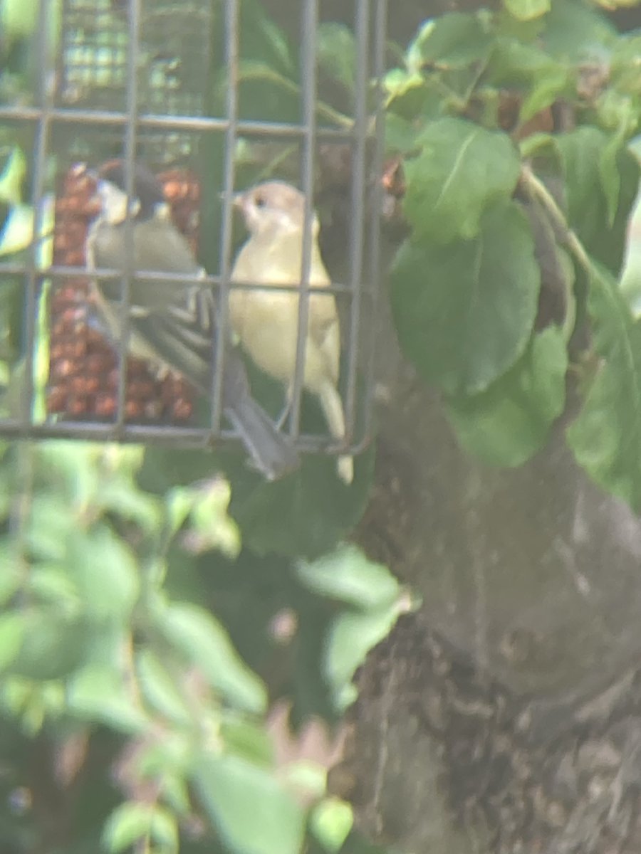 SheStitches's tweet image. Hi @ChrisGPackham Can you identify this little visitor (on the right) to our north east London garden please? Thanks :-)