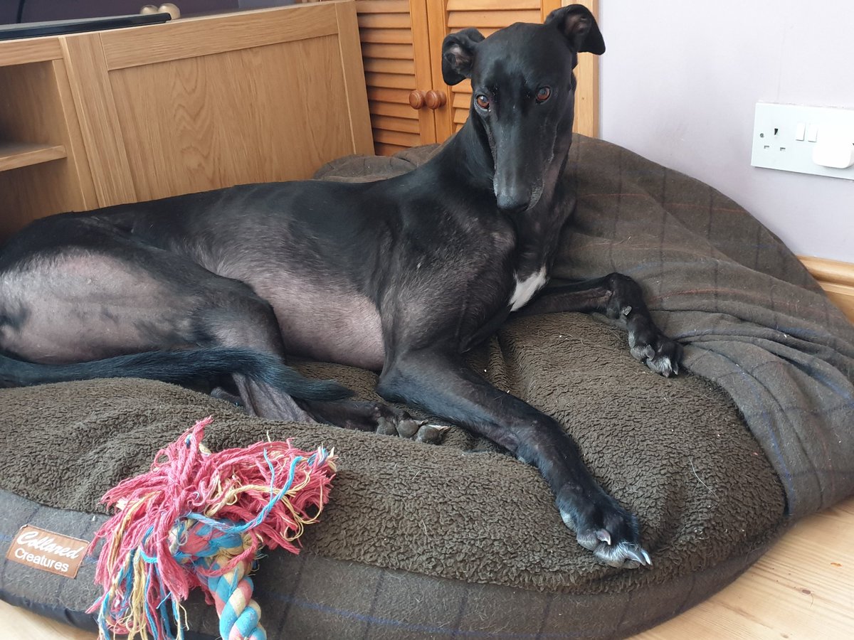 #BanGreyhoundRacing
#CutTheChase 
#UnboundTheGreyhound 
This is Isaac. Bred purely to make money. Lifelong injury to front leg caused by racing. Lucky to get out alive when he was no longer of use to Greyhound Racing industry #rescuednotretired