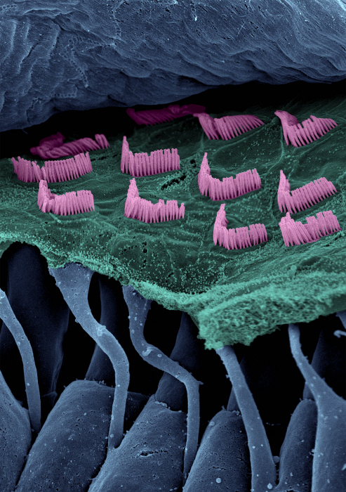 institutpasteur's tweet image. 👂🧬 Du gène au patient, une décennie de recherche pour restaurer l’audition ↘️ pasteur.fr/fr/journal-rec…