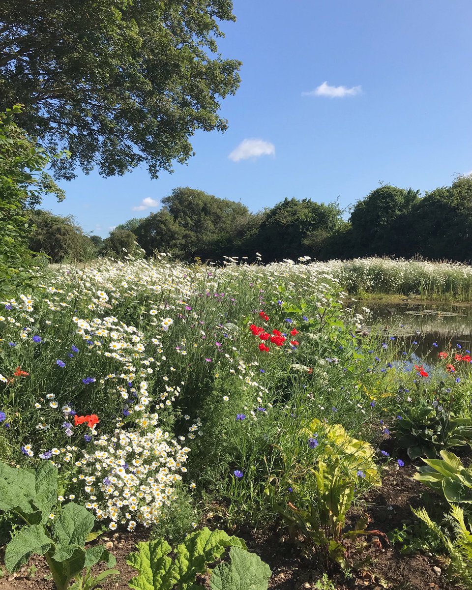 Three years ago we stopped mowing in May, two years ago we added a pond. The result has been magical, from tiny bugs to birds of prey. And in the evening, bats 🦇 #NationalMeadowsDay #NorthNorfolk