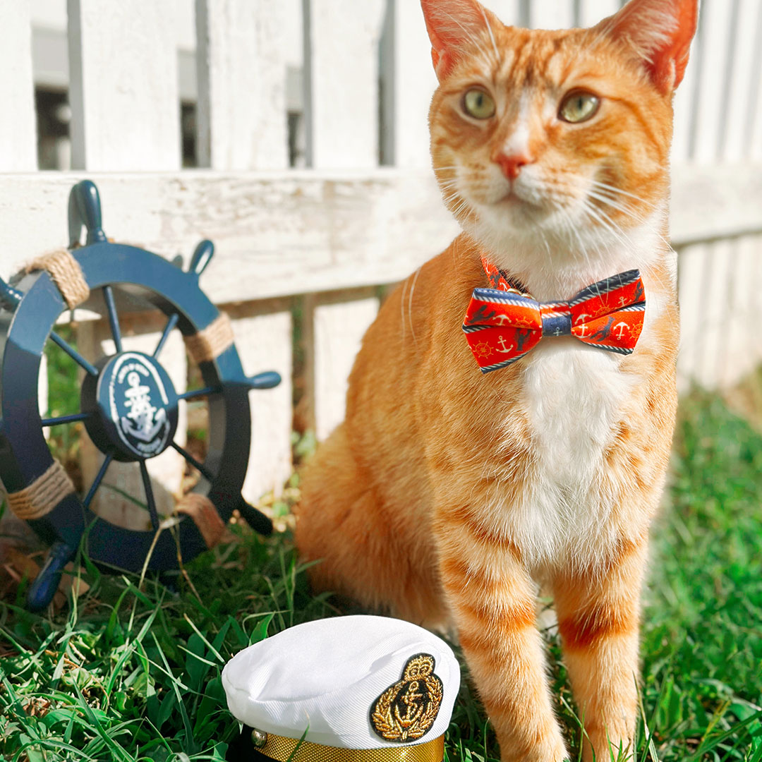 MadeByCleo's tweet photo. What’s more summer than BBQs and days at the lake? ⚓️🐈⛵️ Hoping everyone has a happy #Caturday and start to the weekend!☺️ 📸 Featured Styles: "Nautical Sunset" + "Nautical Navy" from Made By Cleo. Shop the look today! https://t.co/th4FZ24wpP ✨  #catsoftwitter #catcollar #pets https://t.co/nlnNxvzl55