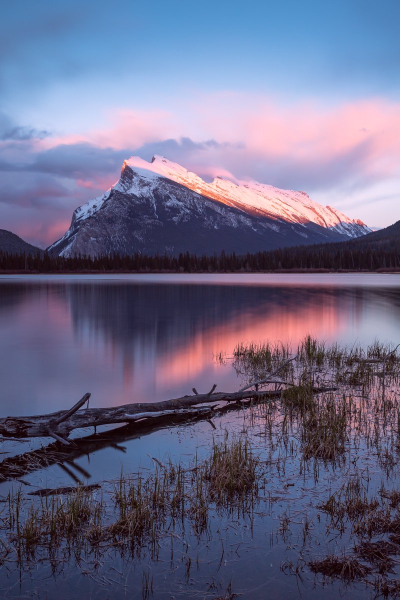 Happy Canada Day to all on this side of the 49th parallel! 🇨🇦 For today here’s a classic Canadian icon - Mt. Rundle as seen from Vermilion Lakes in Banff National Park. I call this one “Pretty in Pink”. 
#canadaday #HappyCanadaDay #banffnationalpark