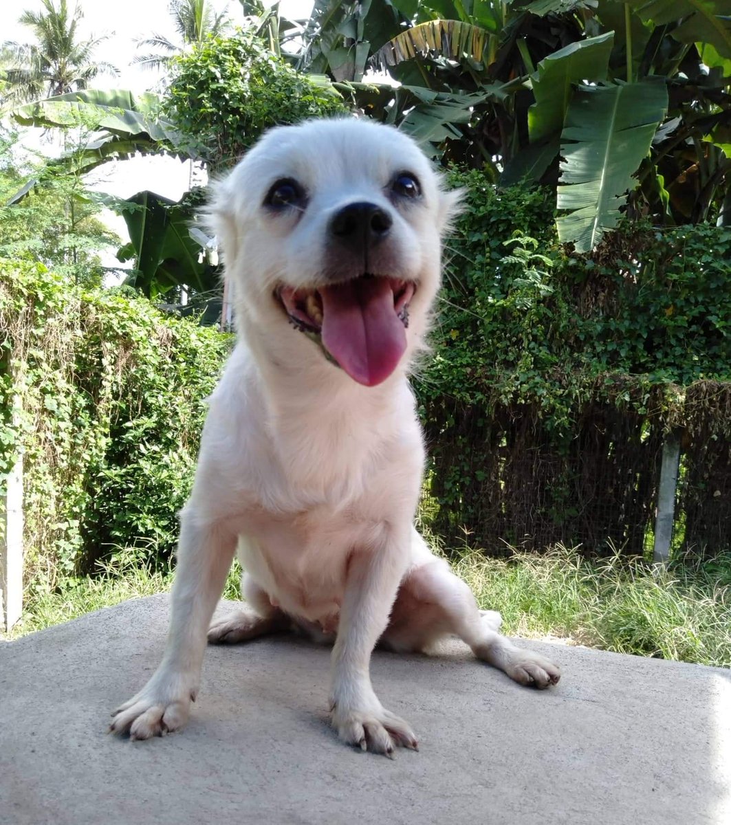 We really need to get some adult dogs adopted. If you can give one of our rescues a good home, where they will be treated like part of the family,  please consider it. Following are the dogs before and after photos. They are all very adoptable.
aspinphanimalwelfare@gmail.com