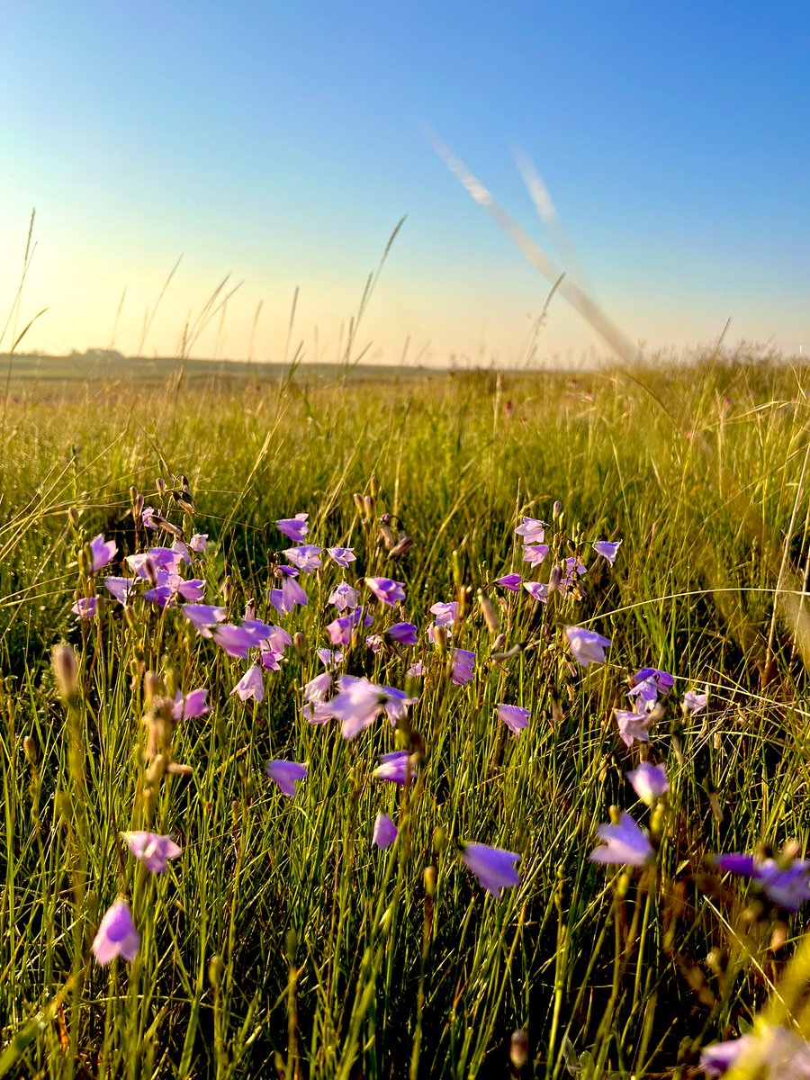 Had a blast this past week out wandering in North Dakota’s prairies. Can’t believe we’re already through the field season and summer (Gadwall nest, Clay-colored Sparrow nest, Black-eyed Susan’s patch, and Common Harebell patch). Many thanks go out to our cooperating landowners!
