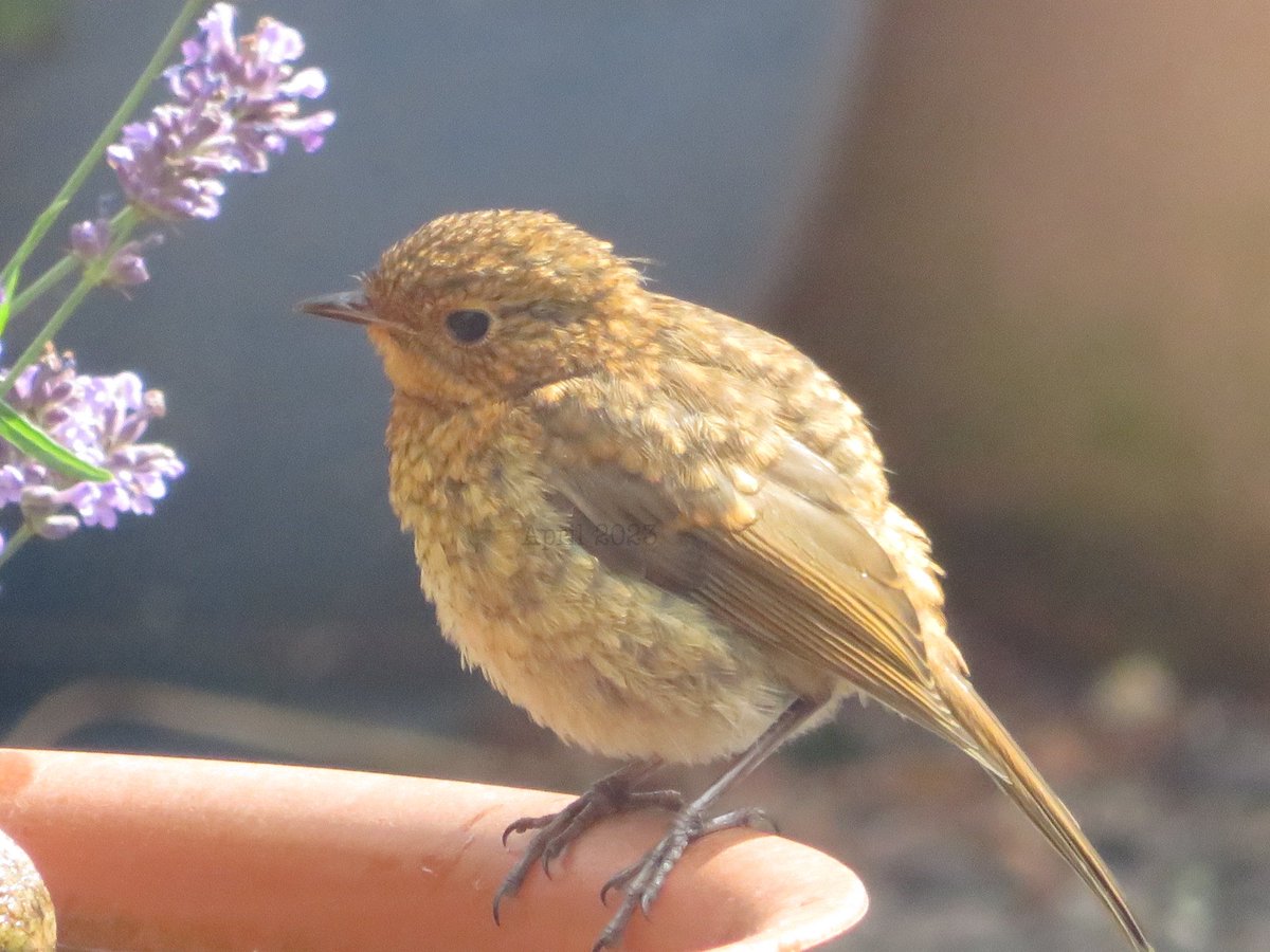 Hello baby ♥️ #TwitterNatureCommunity #robin #naturepositive #birdwatching #shropshire #GardeningTwitter