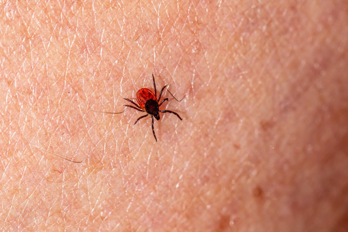 Teken encefalitis-hersenontsteking is zeldzaam in Nederland. In landen als Oostenrijk komt het vaker voor.
Is vaccineren tegen deze vorm van hersenontsteking verstandig? Het Algemeen Dagblad geeft uitleg: 
ad.nl/gezond/moet-ik…

Foto van Erik Karits op Unsplash