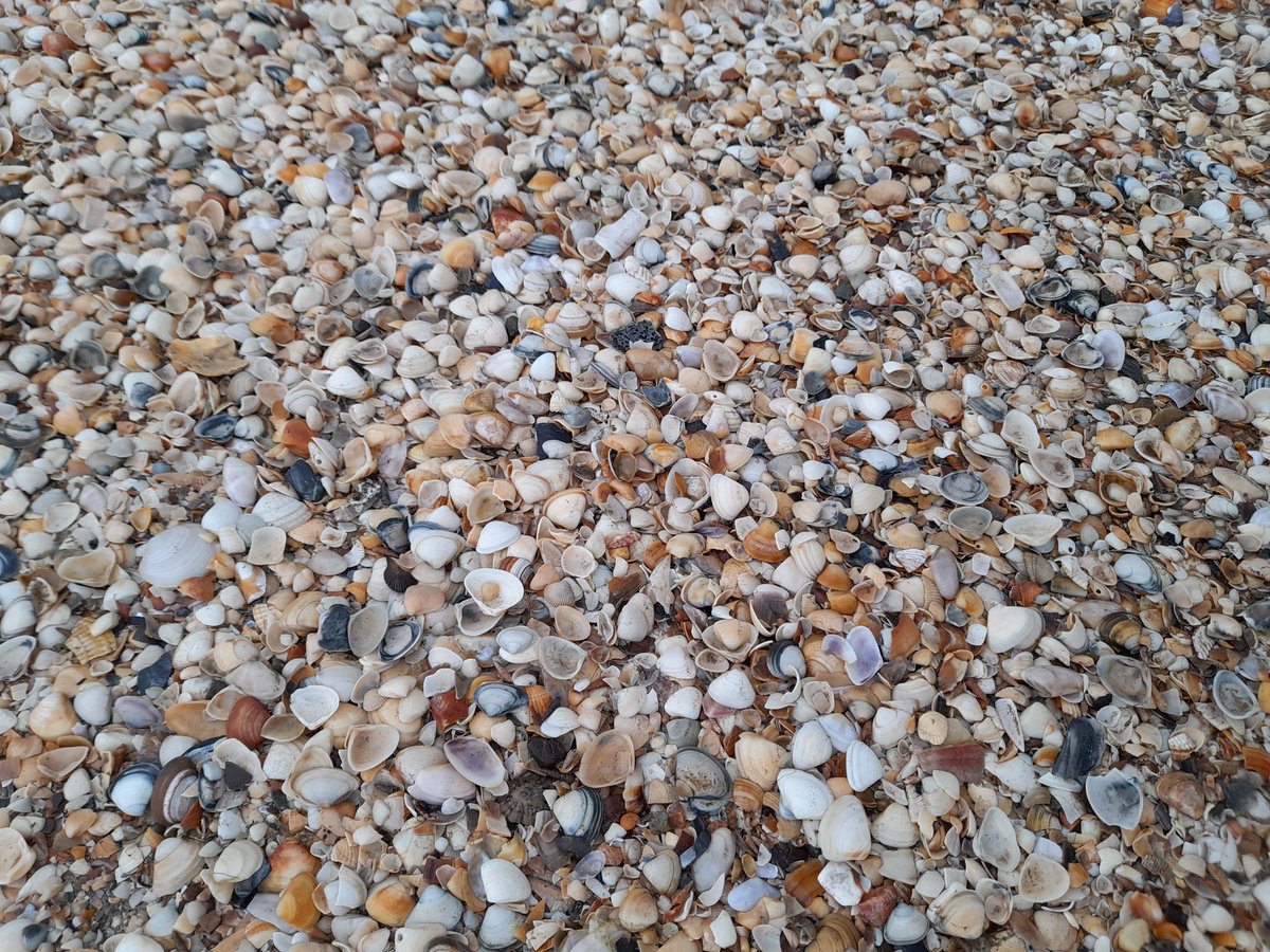 UnaTDuffy's tweet photo. Me ligging about behind splashing through the sea taking pics of shells, starfish and rocks🤣 https://t.co/ioSgfO238a