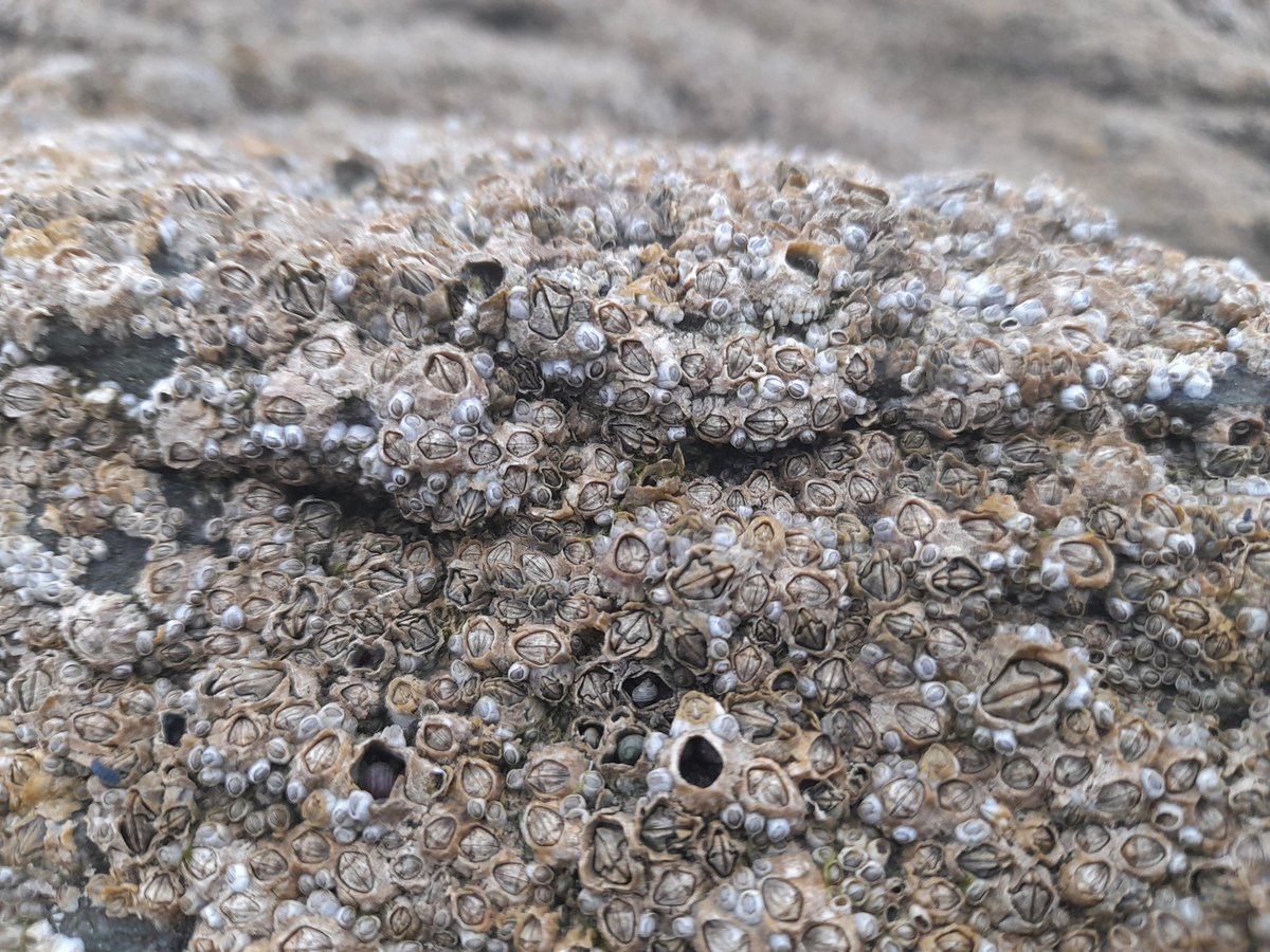UnaTDuffy's tweet photo. Me ligging about behind splashing through the sea taking pics of shells, starfish and rocks🤣 https://t.co/ioSgfO238a