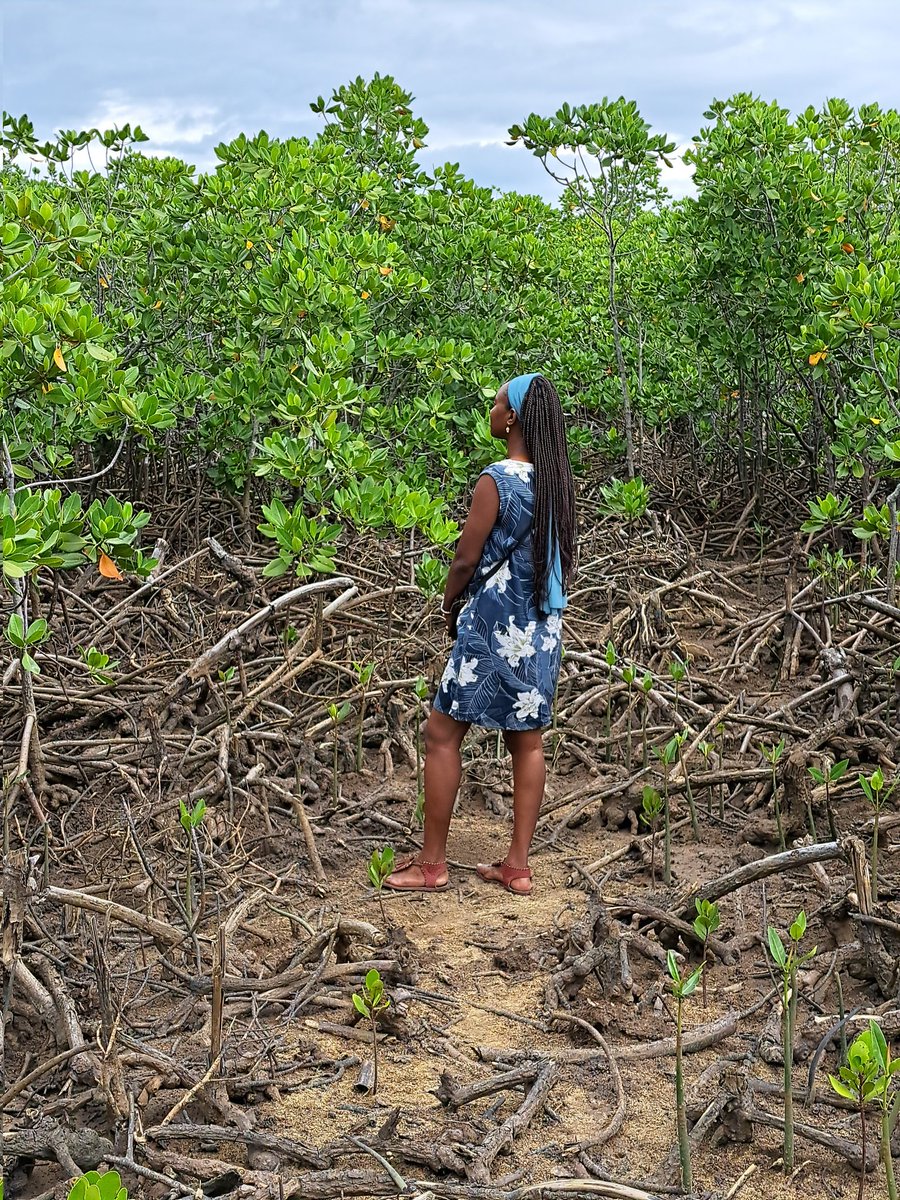 We can't continue to destroy mangroves!!! They are #naturebased solutions to increase #biodiversity and #mitigation against the #ClimateCrisis