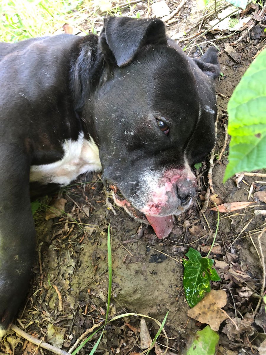 Bu şahıs bu köpeği kafasına vura vura öldürdü.Çeşitli suçlardan kaydı olduğu söylenen şahıs yerine babası 'ben yaptım' dedi ve karakola alındı.Şahıs alınsın! @tcbartinvalilik @milliparklar @EmniyetGM @jandarma @dsi_gn_md @DestekG @dsi