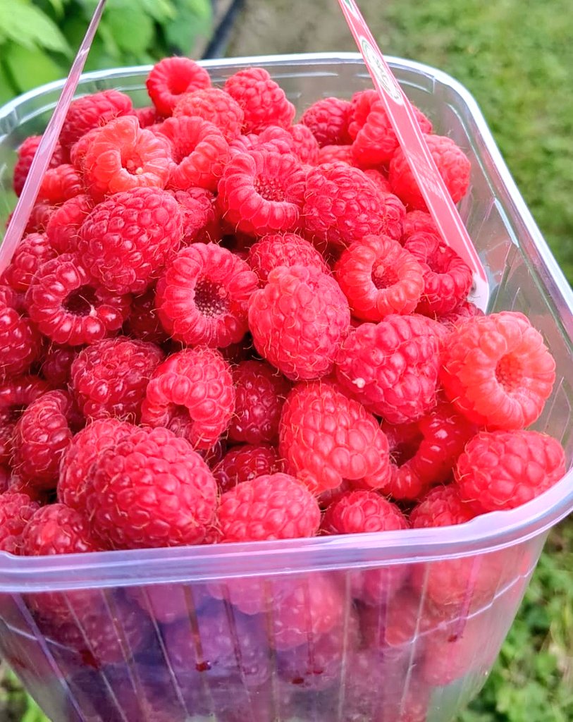 javidbashir's tweet image. Raspberries!! 😋
#RaspberryPicking