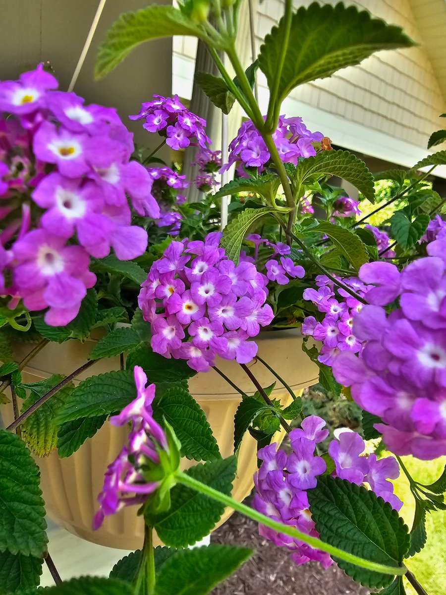 Concordia of Wexford residents noticed some fresh color in their outdoor spaces. Kaelin Family Farm in Wexford donated six hanging baskets in memory of their loved ones as well as some geraniums. Learn more about this colorful community, visit ConcordiaWexford.org. #Concordia