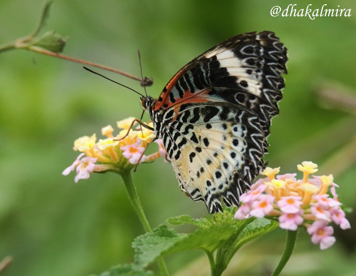 dhakalmira's tweet photo. #ButterflyCollection2023 #ButterflyDiares #NaturePhotography #TheJoyOfSmallThings #ButterfliesOfNepal #ButterfliesOfPokhara https://t.co/agIxXxcGDs