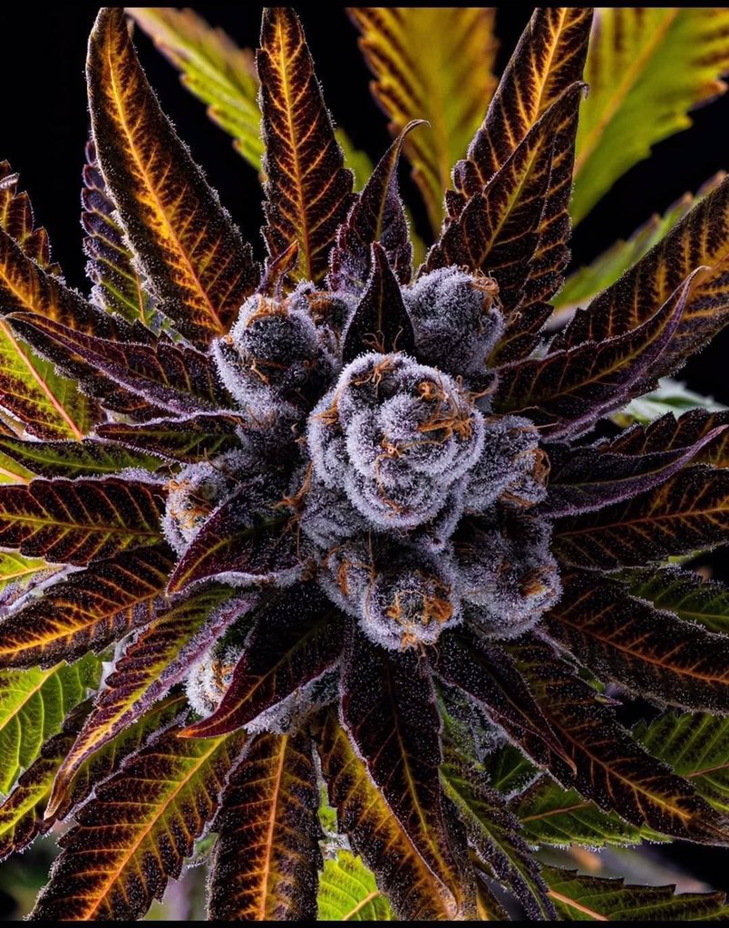 kushmatt_'s tweet photo. Name my plant ?

https://t.co/4F7ArbS2h9 https://t.co/3poK3XolQQ