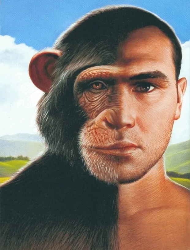 Bio_comunidad's tweet photo. ...
LOS HUMANOS Y CHIMPANCÉS

Desde que somos pequeños, es común que nos digan que los humanos provenimos del mono, lo que podría llevar a alguien a preguntarse: si es así, ¿por qué siguen existiendo los monos?

La respuesta es simple: no es que el ser humano provenga del mono, sino que compartimos un ancestro común y de ahí las similitudes en nuestro genoma.

Tal y como ocurre con los monos, también compartimos un ancestro con todas las demás especies de seres vivos en el planeta.

Dicho esto, resulta interesante comparar los genomas de distintas especies con el genoma humano.

Con los chimpancés compartimos una similitud aproximada del 98.9 %, lo cual quiere decir que sólo el 1.1 % del orden de las bases nitrogenadas que configuran nuestro ADN (A, G, C y T) es diferente.

Nuestra similitud con los gatos es del 90%, con las vacas del 80%, con los ratones del 75 %, con la mosca de la fruta y con el pollo del 60%, mientras que, con el plátano, aunque parezca sorprendente, compartimos el 50% de nuestros genes.

Si nuestra información genética es tan similar a la de estas y otras especies, ¿Por qué es que somos tan diferentes, por ejemplo, a un plátano?

Es que en realidad aquello que diferencia a cada una de las especies no es la información genética como tal, sino la forma en que ésta se regula, es decir, qué genes se activan, cuáles se desactivan y en qué momento y por cuánto tiempo lo hacen.