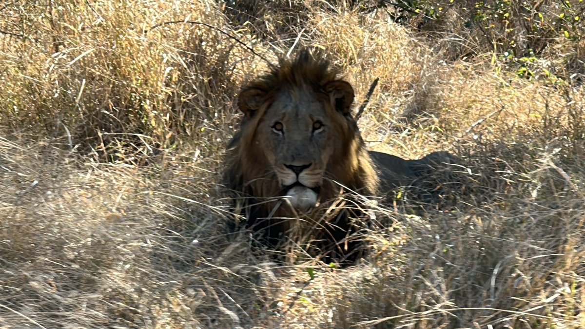 DCol_Biology's tweet image. Wow - what a day! We have seen all the big 5 so forgive us for indulging in some lovely photos…. First up the lions! #safari #thebig5