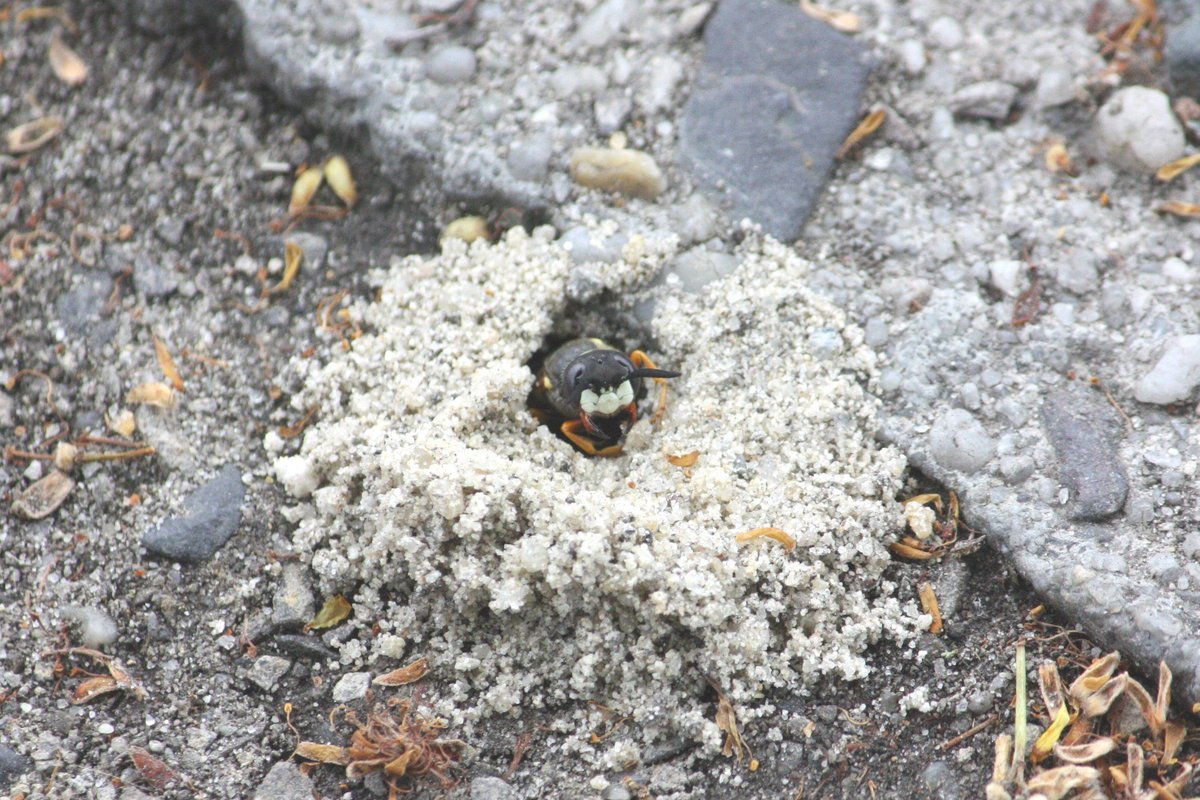 A beewolf taking advantage of the sandy soil under a Cottbus pavement. Beewolves hunt and paralyse honey bees, then store them in their burrows as food for their young. #WildlifeBrandenburg