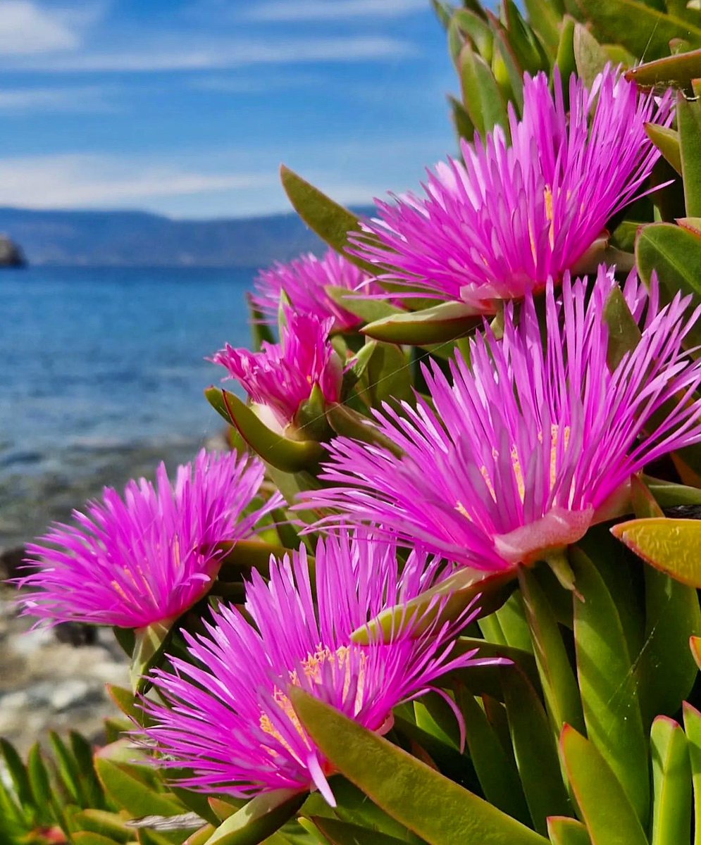 PlantSnap tweet media