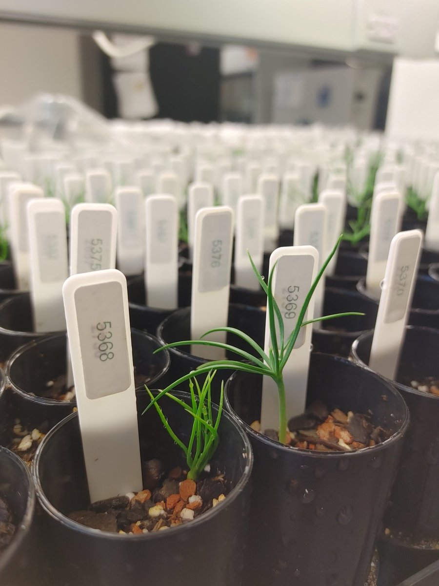 Limber pine seedlings, three weeks old 😍