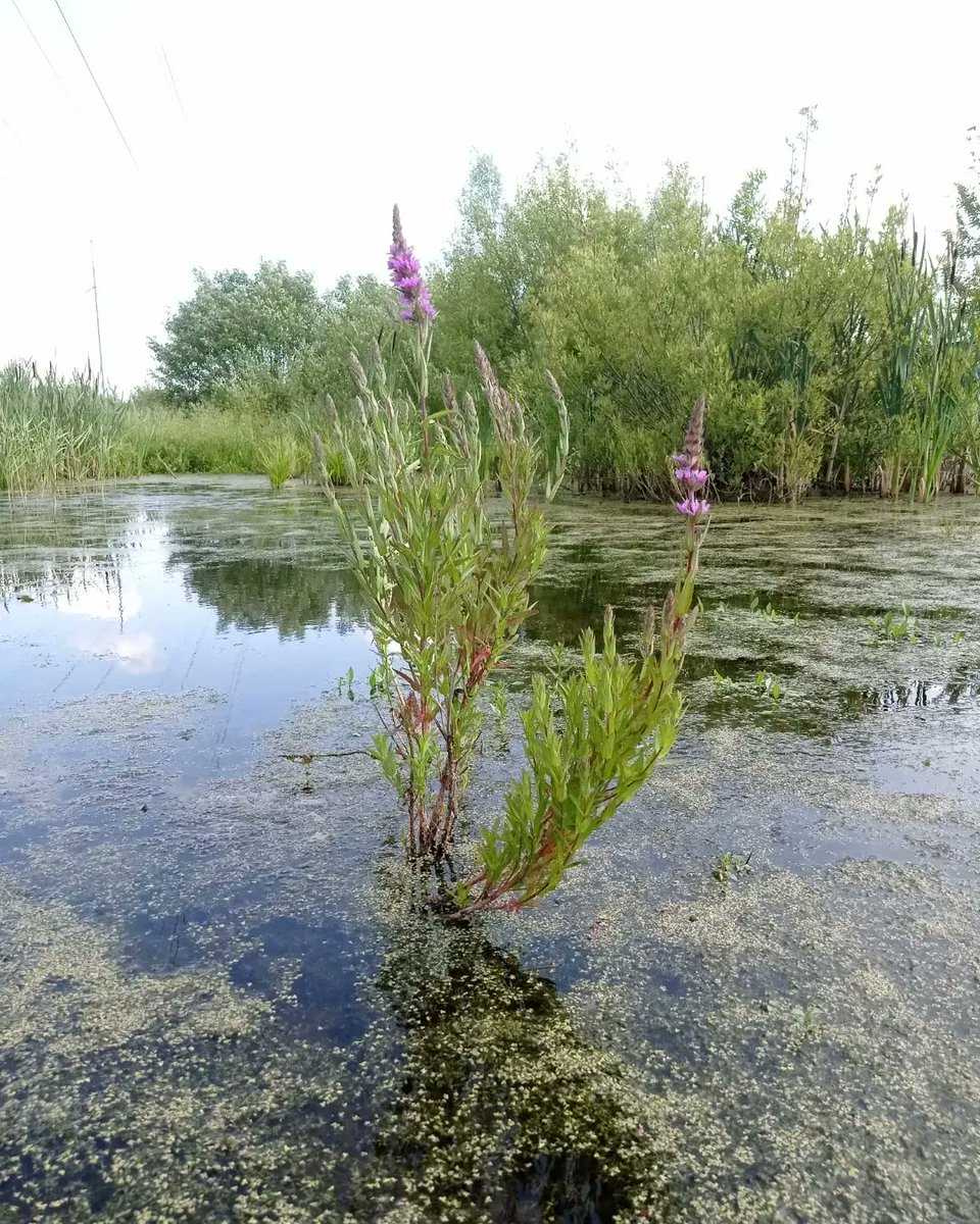 Марья tweet media