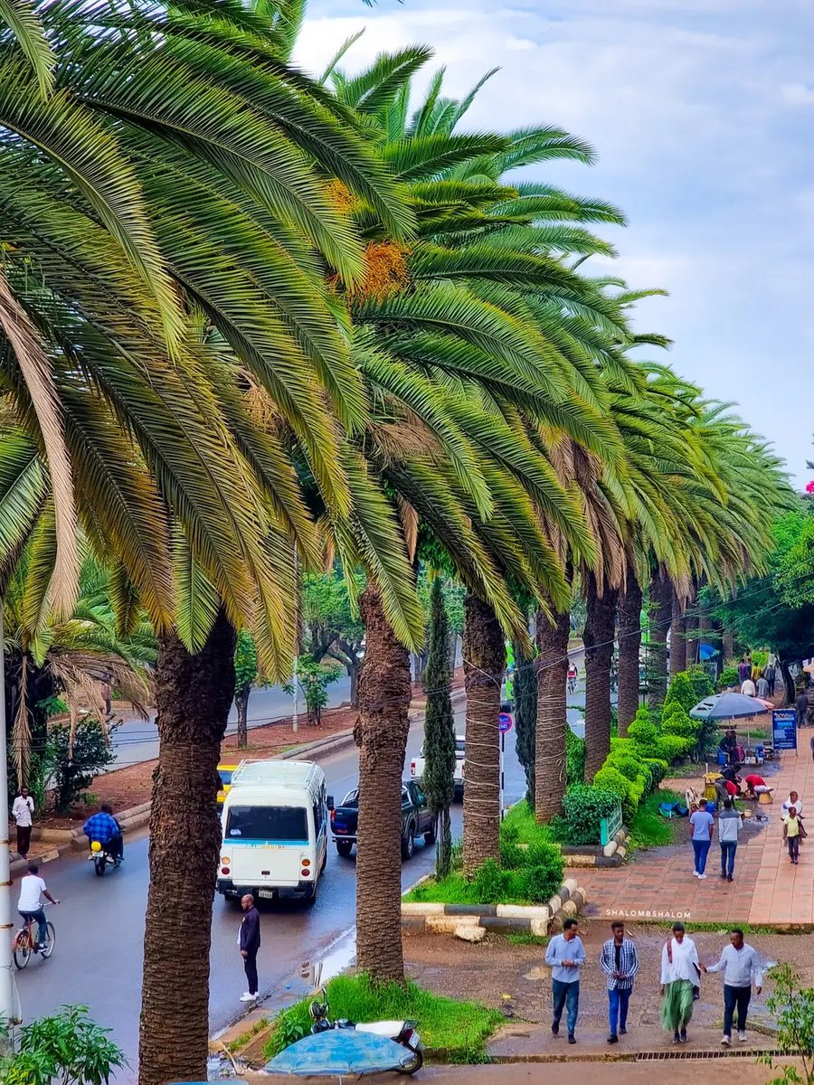 TadeleTibebut's tweet photo. #Bahir_Dar is one of the leading and best tourist destinations in Ethiopia with a variety of attractions in the nearby Lake Tana and Blue Nile river., it is also capital of the Amhara land region. The city is distinctly known for itswide avenues lined with palm trees. https://t.co/M1CSkLyK2y