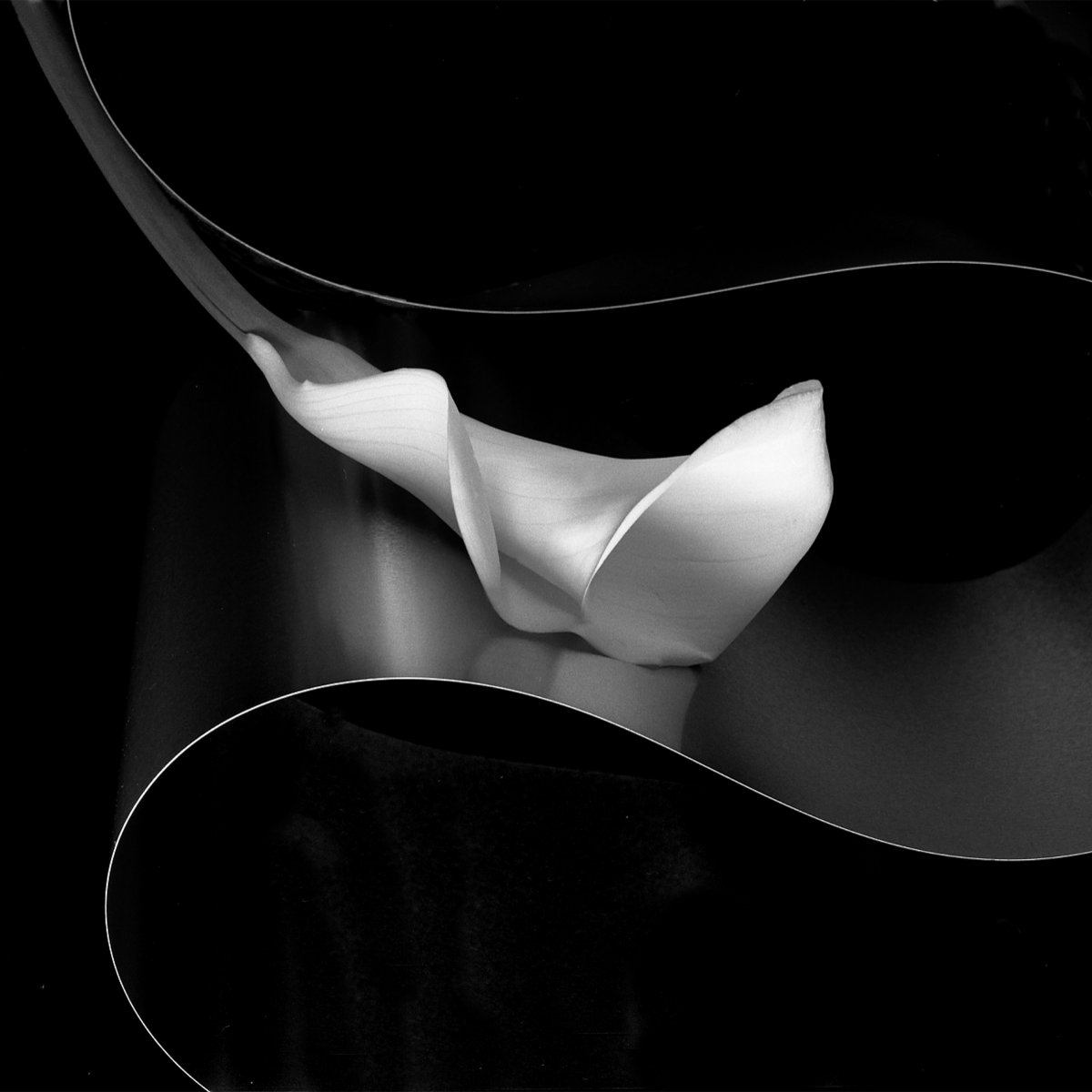 This captivating photo captures the essence of grace and #resilience, blending the delicate allure of a calla lily with the robust presence of a steel ribbon. The stark #blackandwhite palette adds a touch of timeless sophistication, allowing the intricate details to shine. #art