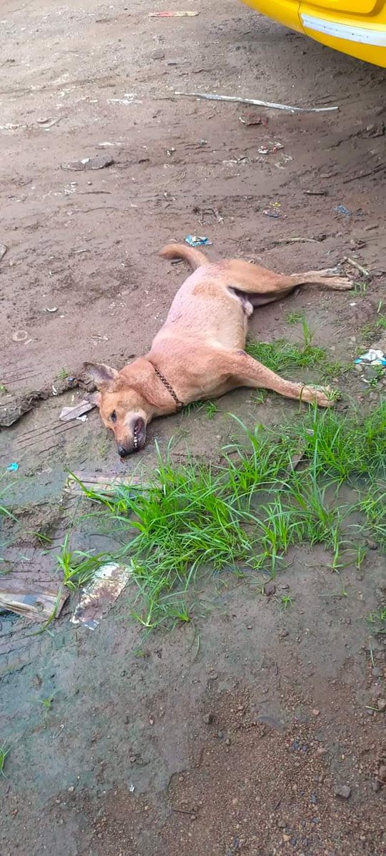 Dogs are being poisoned without any reason. This MADNESS must stop! #StopKeralaKillings