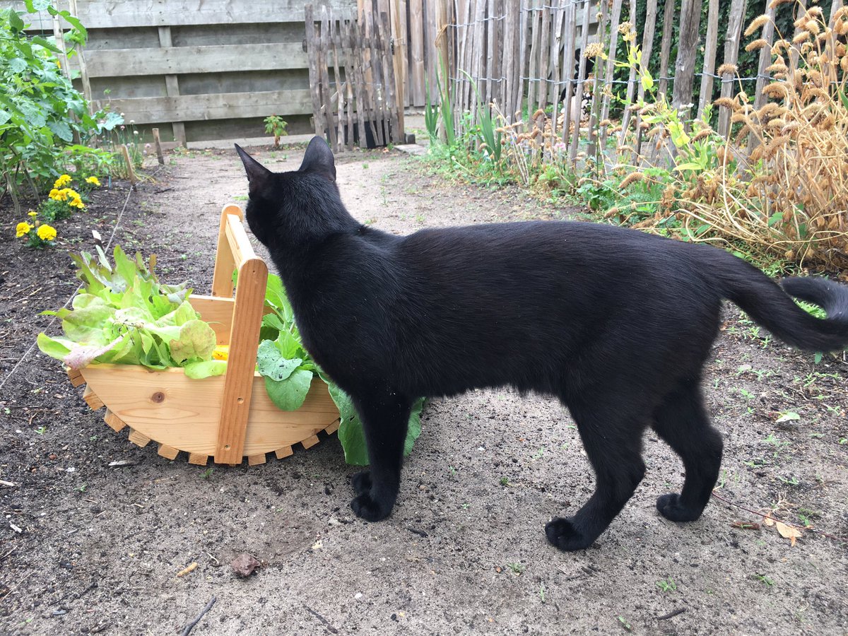 Groeneschoenen's tweet photo. Wat eten we vandaag?
Nou: sla met gegrilde courgette en radijsjes. De eerste stokslabonen bewaren we voor morgen en de lathyrus gaat in een vaasje😊
#buurtmoestuin 
Basje gaat altijd mee naar de tuin… https://t.co/c2lpys4wR2