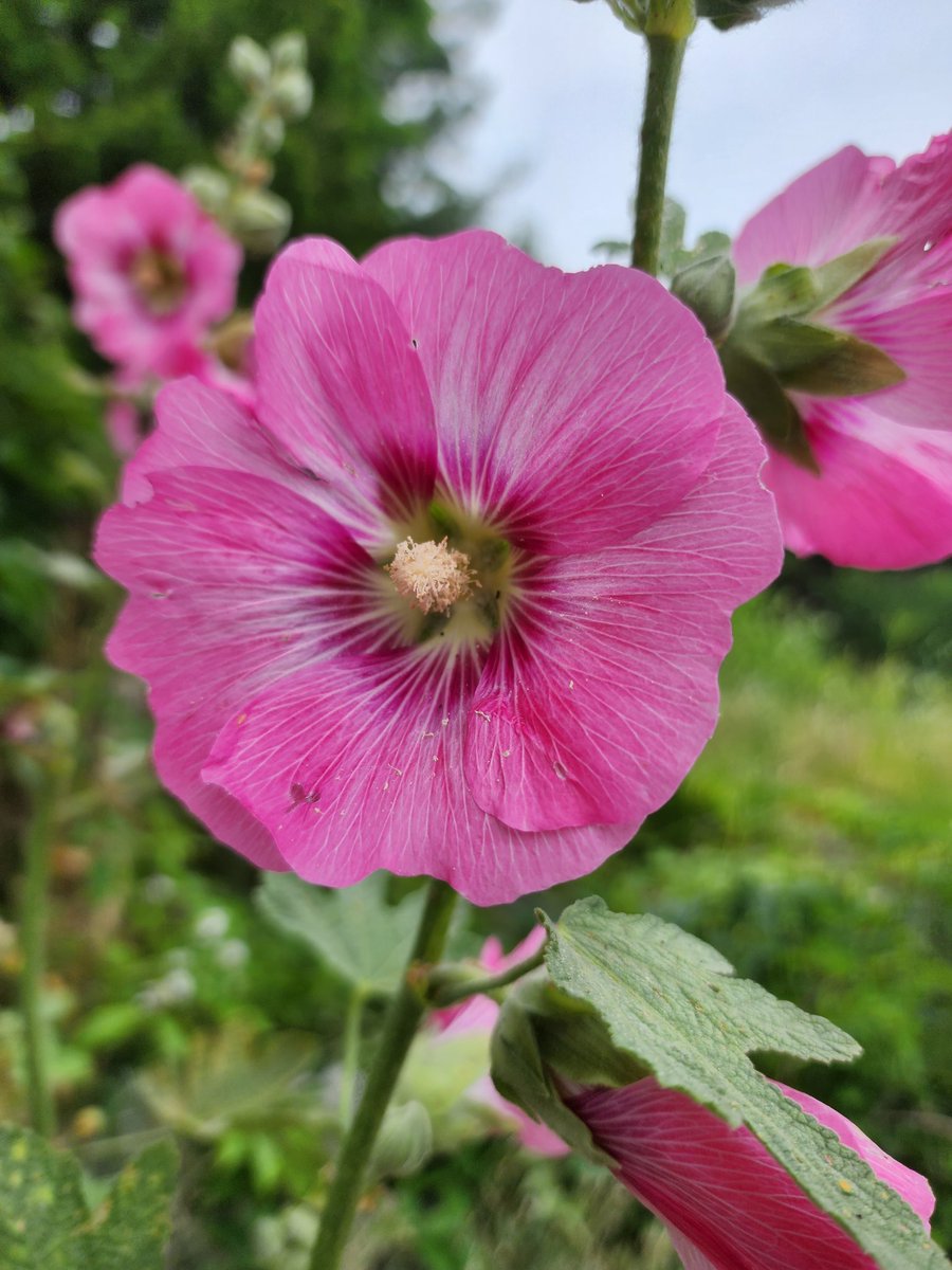 Leah🌿💨💚🧘‍♀️ tweet media