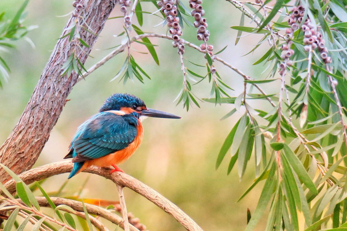 GreenEmerging's tweet image. Do you know what is the species of this bird? It's handsome for sure. 🐦

#bird #birdwatching #birdwatchers #outdoors #garden #nature #naturelovers #avian #kingfisher #birdphotography #birds #tree #mothernature #sustainability #green #emerginggreen #JournoRequest #PRRequest