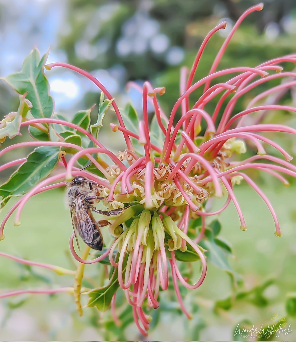 𝘎𝘳𝘦𝘷𝘪𝘭𝘭𝘦𝘢 𝘮𝘢𝘤𝘤𝘶𝘵𝘤𝘩𝘦𝘰𝘯𝘪𝘪 𝗖𝗼𝗺𝗺𝗼𝗻 𝗻𝗮𝗺𝗲: McCutcheon's Grevillea 𝗙𝗮𝗺𝗶𝗹𝘆: PROTEACEAE