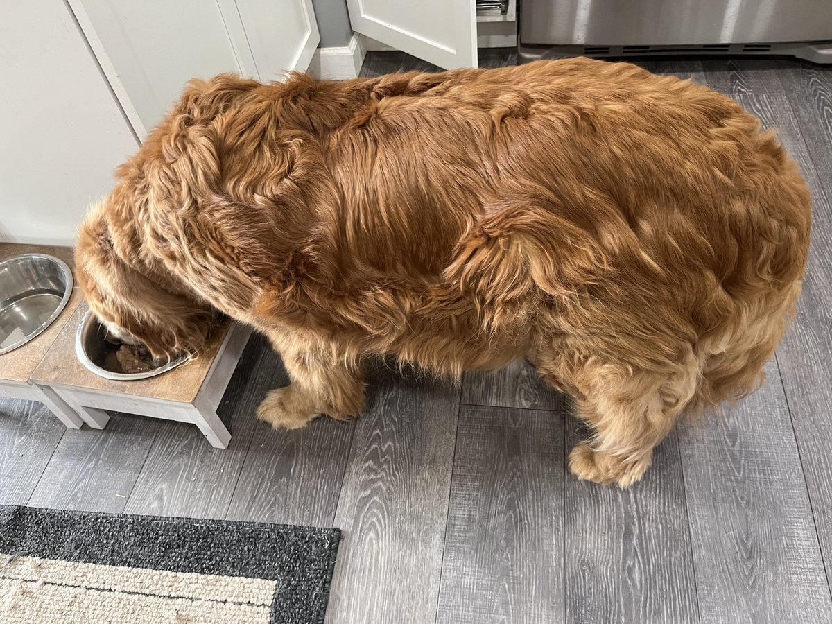 peggyfrezon's tweet photo. Just thought I’d share this photo to show you that Ernie is enjoying his wet food now, and although we’re not completely sure what happened, seems comfortable and happy! Always monitoring these seniors. #SeniorDog #RescueDog #GoldenRetriever #BrooksHaven #GRC #DogCelebration #Dog https://t.co/dqyWedtRpu
