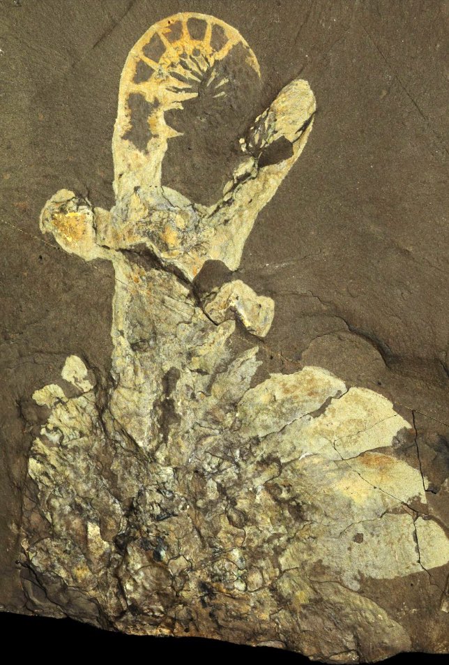 MaryamATweets's tweet image. Happy Canada Day! 156 years young, but with half a billion years old fossils, here are some of the stars of the #BurgessShale - Anomalocaris canadensis, Canadia spinsoa, &amp;amp; Canadaspis perfecta #CanadaDay 🌊🦞🍁