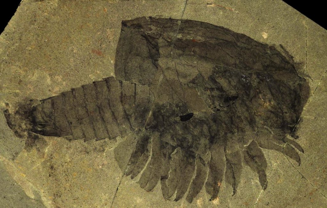 MaryamATweets's tweet image. Happy Canada Day! 156 years young, but with half a billion years old fossils, here are some of the stars of the #BurgessShale - Anomalocaris canadensis, Canadia spinsoa, &amp;amp; Canadaspis perfecta #CanadaDay 🌊🦞🍁