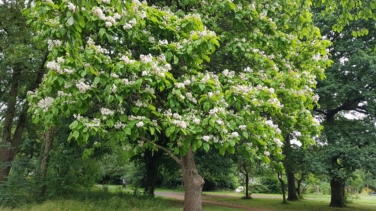 The Catalpas are in full bloom in Fog Lane Park. They're old friends from North America, and for two weeks each summer explode with loveliness.